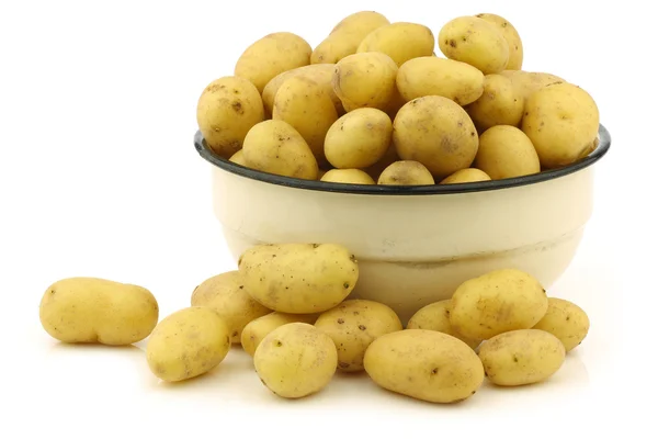 Frisch geerntete niederländische Saatkartoffeln — Stockfoto