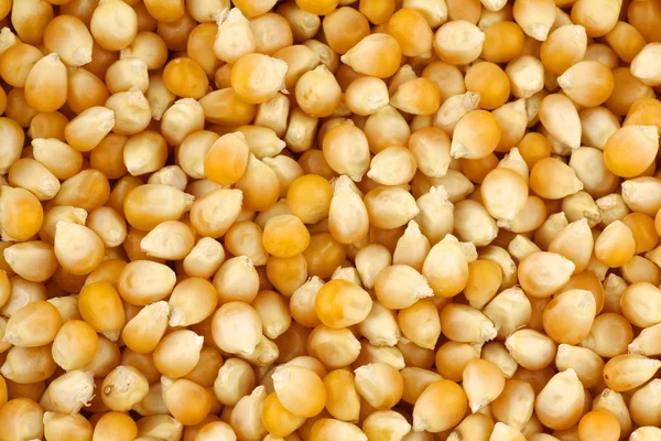 Sárga kukorica, gabona háttér — Stock Fotó