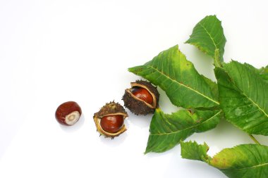 bazı kestane ve kestane yaprak yeşil