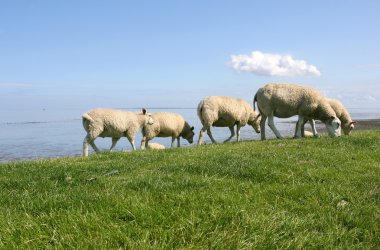 koyun yürüyüş ve wadden Denizi sınırlardaki otlatma