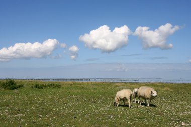 koyun yürüyüş ve wadden Denizi sınırlardaki otlatma