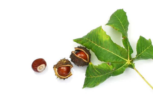 Conkers と滑らかな種子症例赤馬栗葉 ストック写真 C Sarahdoow