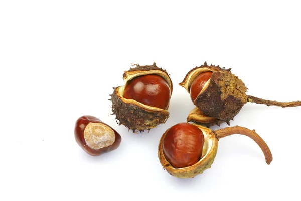 stock image Bunch of chestnuts and husks