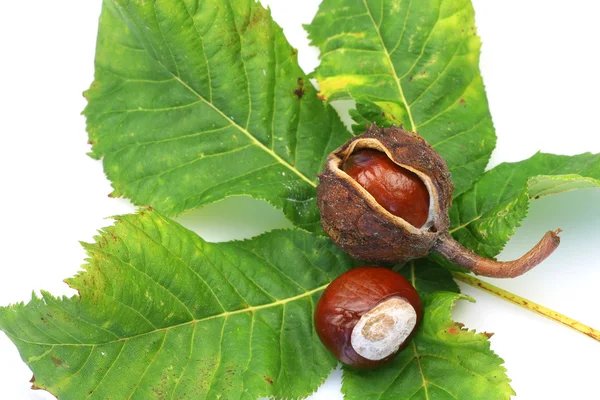 bazı kestane ve kestane yaprak yeşil