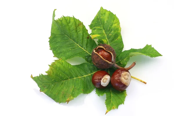 stock image Green chestnut leaf and some chestnuts