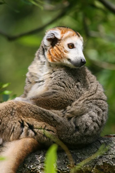Taç giymiş Lemur (Eulemur taç giyme töreni)) — Stok fotoğraf