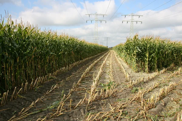 Campos de milho parcialmente colhidos com linhas eléctricas — Fotografia de Stock