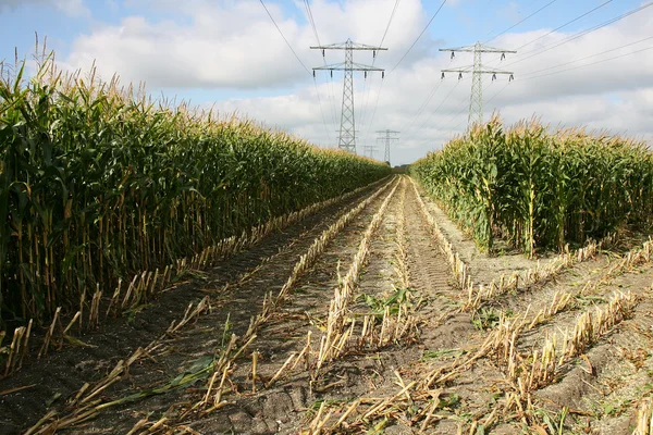 Elektrik hatları ile kısmen hasat mısır tarlası — Stok fotoğraf