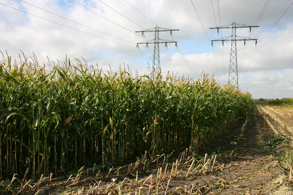 Teilweise abgeerntetes Maisfeld mit Stromleitungen — Stockfoto