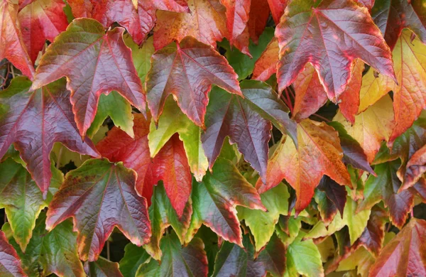 Folhas vermelhas de coloração irregular — Fotografia de Stock