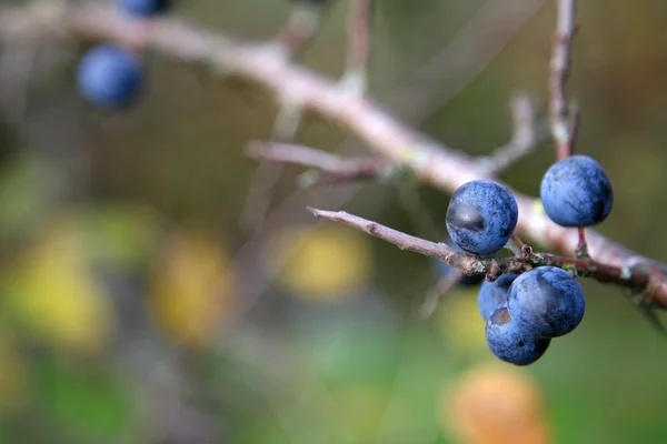 Błękitne jagody — Zdjęcie stockowe