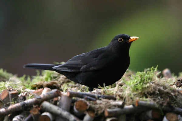 Blackbird besöka en trädgård — Stockfoto