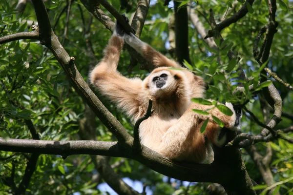 Macaco-aranha (Ateles fusciceps ) — Fotografia de Stock