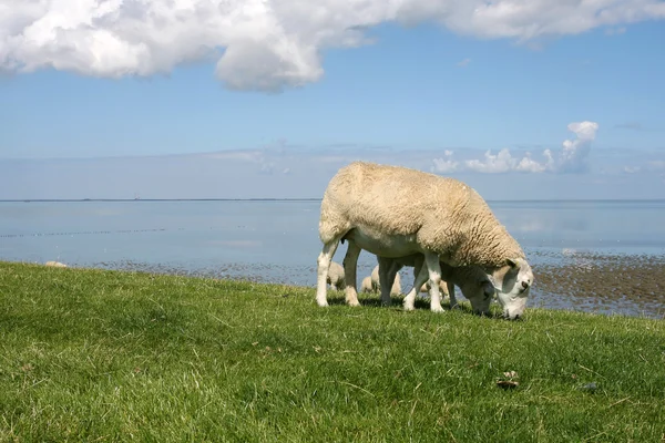 Koyun yürüyüş ve wadden Denizi sınırlardaki otlatma — Stok fotoğraf