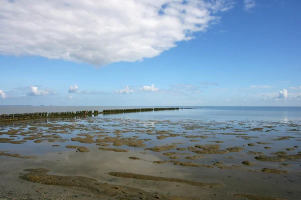 stock image Low tide at the borders of the Wadden sea