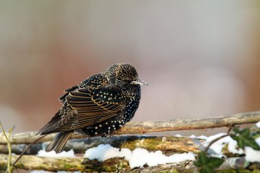 Starling clipart