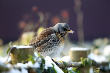 Fieldfare(Turdus pilaris) clipart