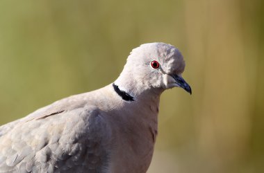 Avrasya yakalı (streptopelia decaocto güvercin)