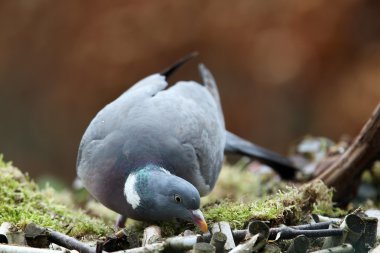 Ahşap güvercin (Columba palumbus)