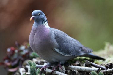 Ahşap güvercin (Columba palumbus)