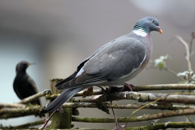 Ahşap güvercin (Columba palumbus)