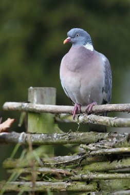 Ahşap güvercin (Columba palumbus)