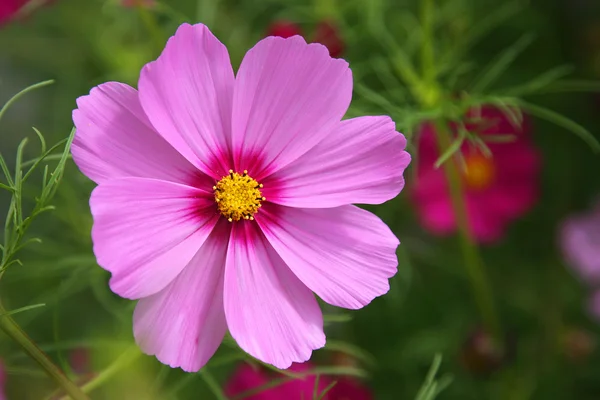 stock image Pink flower with a yellow heart