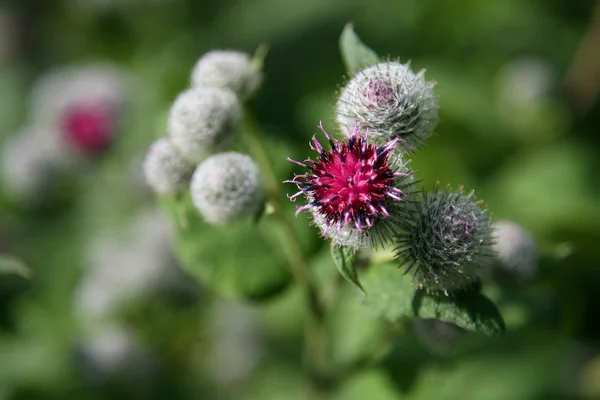 stock image Red flower of a thistle