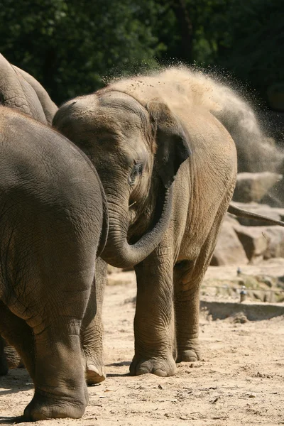 stock image Young elephant (elephas maximus) throws sand