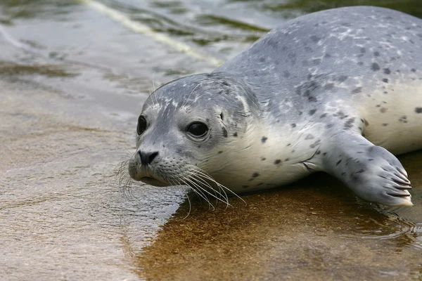 Dla niemowląt zauważył Seal (Phoca largha) — Zdjęcie stockowe