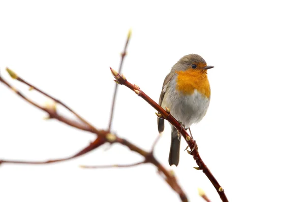Little robin — Stock Photo, Image