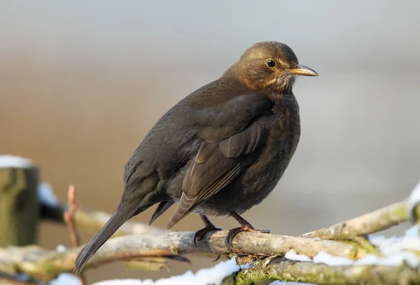 Blackbird (Turdus Kos) — Stock fotografie