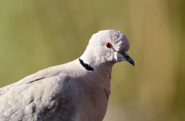 Eurasian collared dove(streptopelia decaocto) — Stock Photo, Image