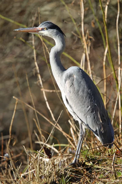 stock image Heron fishing