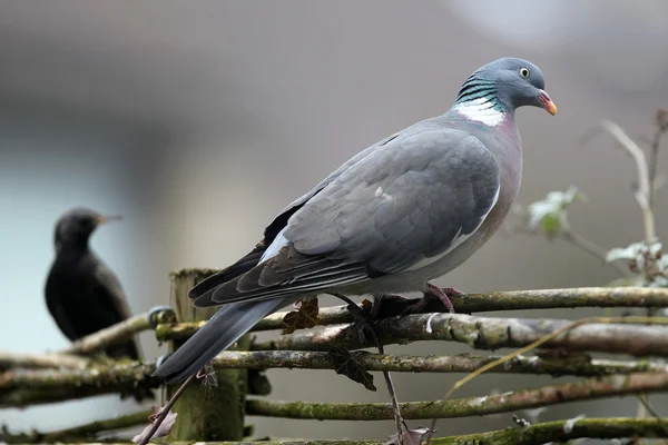 Wood pigeon(Columba palumbus) — Stock Photo, Image