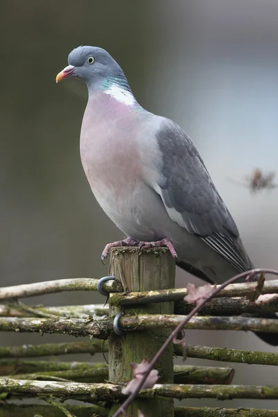 Wood pigeon(Columba palumbus) — Stock Photo, Image