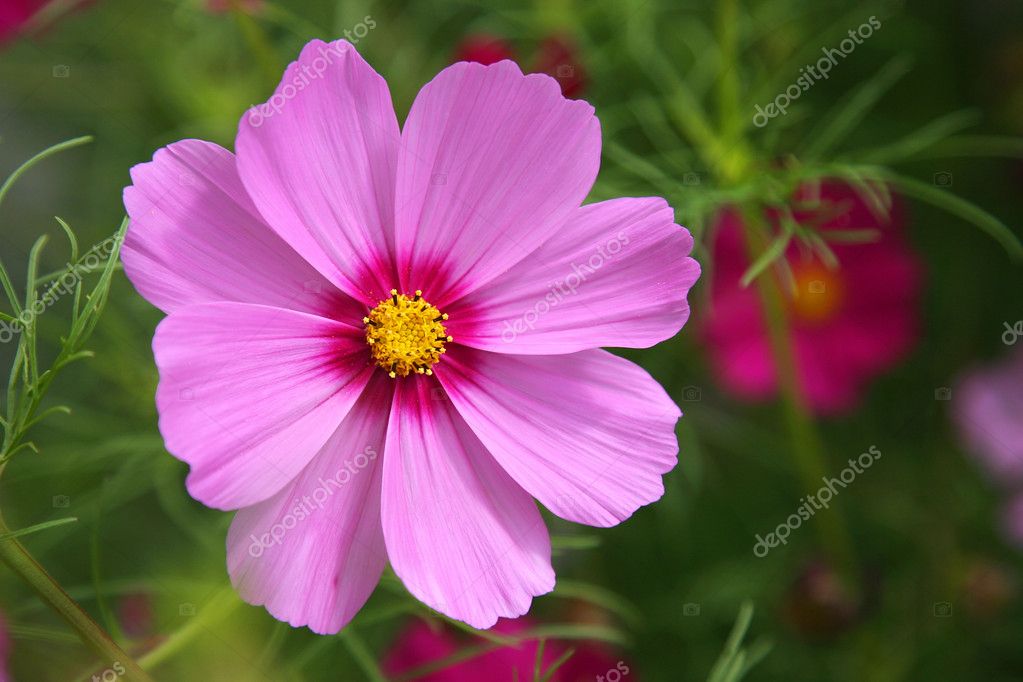 Fleur Rose Avec Un Coeur Jaune Photographie Tpzijl 11842703