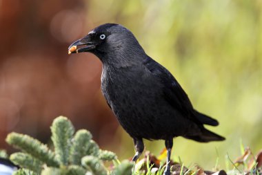 Küçük karga (corvus monedula)