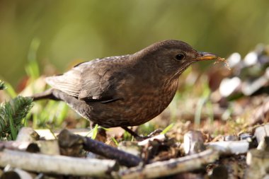 Karatavuk (Turdus merula)