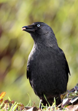 Küçük karga (corvus monedula)