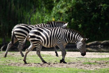 iki zebra'nın (equus burchellii)