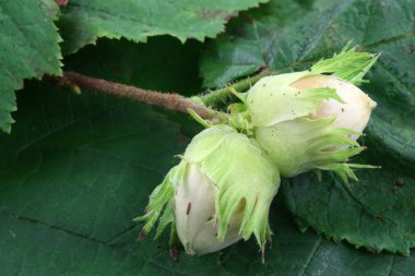 Branch with hazelnuts on some green leaves clipart