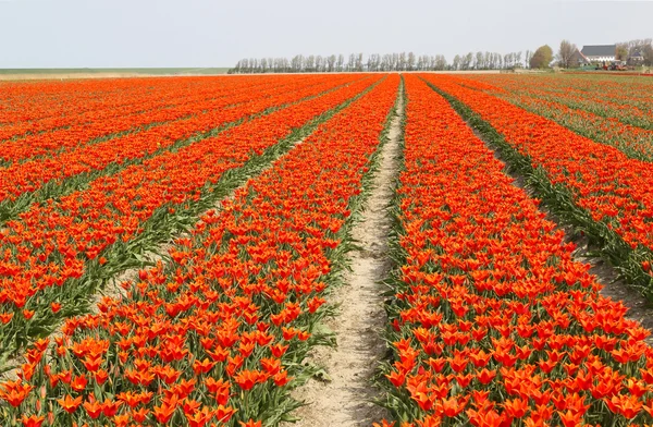 Filas de tulipanes naranjas —  Fotos de Stock