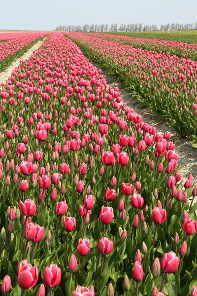 Filas de tulipanes rojos —  Fotos de Stock