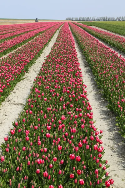 Rows of red tulips — Stock Photo, Image