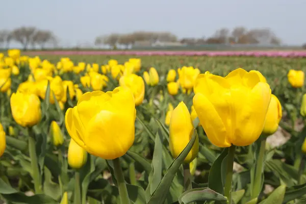 Beautiful blooming yellow tulips — Stock Photo, Image