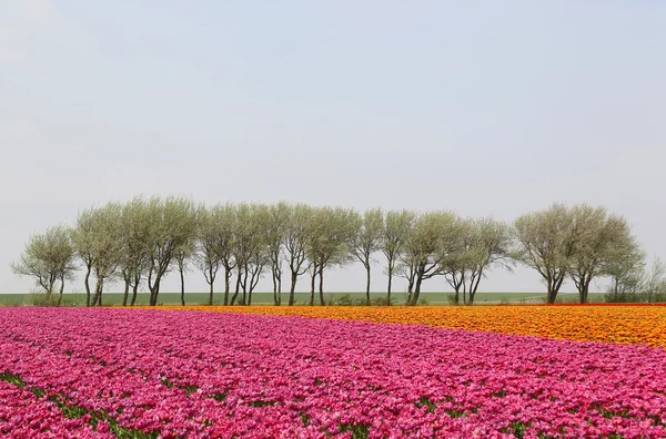 Tulip field with row of trees — Stock Photo, Image