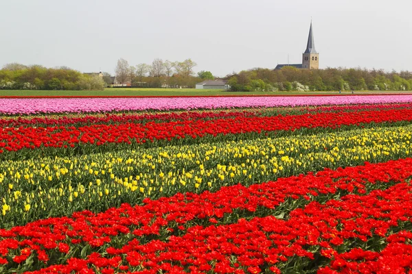 Тюльпанне поле з містом — стокове фото