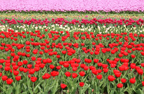 Diferentes linhas coloridas de tulipas em um campo de tulipas — Fotografia de Stock