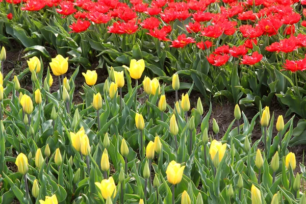 Різні барвисті ряди тюльпанів на тюльпановому полі — стокове фото